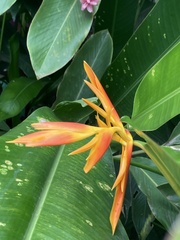 Heliconia psittacorum