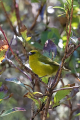 Chlorodrepanis virens