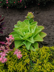 Echeveria