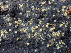 Arachnopeziza trabinelloides