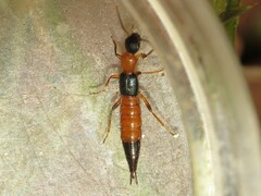 Paederus littorarius