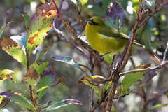 Chlorodrepanis virens