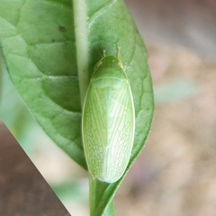 Chloronana