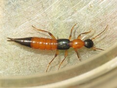 Paederus littorarius