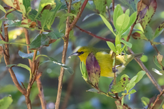 Chlorodrepanis virens