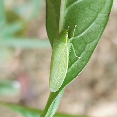 Chloronana