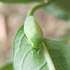 Chloronana