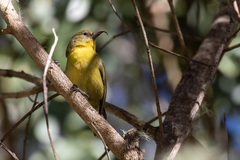 Hemignathus wilsoni