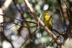 Hemignathus wilsoni