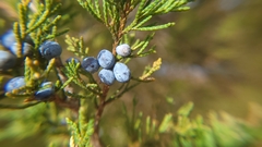 Juniperus virginiana