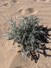 Astragalus lentiginosus borreganus