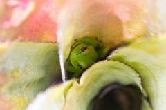 Dendropsophus molitor