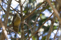 Hemignathus wilsoni