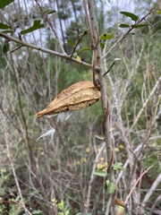 Gonolobinae