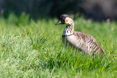 Branta sandvicensis