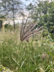 Chloris