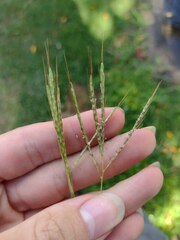 Bothriochloa pertusa