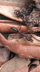 Odontomachus haematodus
