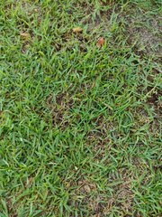 Paspalum distichum