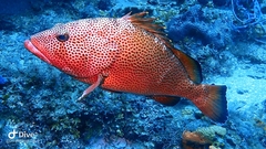 Epinephelus guttatus