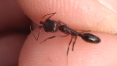 Odontomachus haematodus