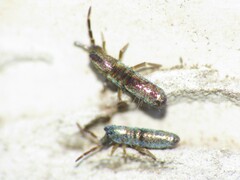 Lepidocyrtus paradoxus