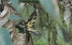 Pantherodes pardalaria