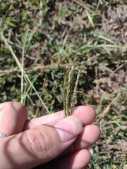 Bothriochloa pertusa