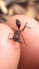 Odontomachus haematodus