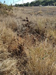 Leonotis nepetifolia