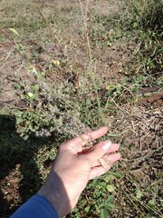 Melinis repens