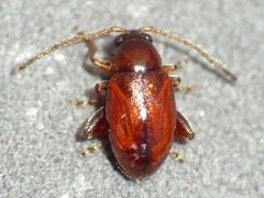 Neocrepidodera ferruginea