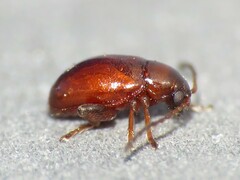 Neocrepidodera ferruginea