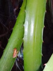 Dendropsophus microcephalus