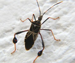 Leptoglossus lineosus