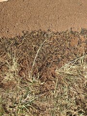 Eragrostis tenuifolia
