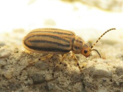 Ophraella conferta