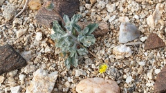 Trichoptilium incisum