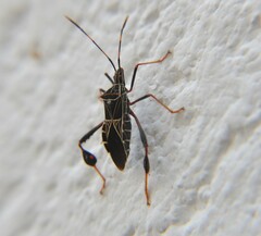 Leptoglossus lineosus