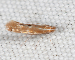 Cremastobombycia solidaginis