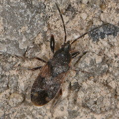 Eremocoris ferus