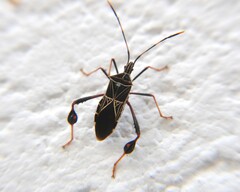 Leptoglossus lineosus