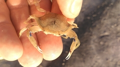 Callinectes similis