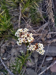 Heliotropium stenophyllum