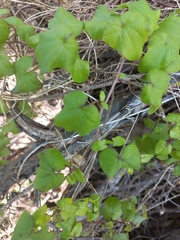 Maurandya barclayana
