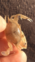 Callinectes similis
