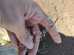 Melinis repens