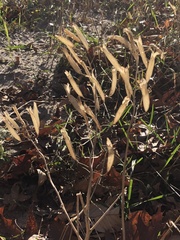 Polanisia dodecandra