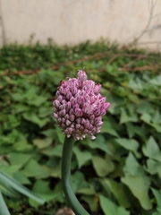 Allium porrum