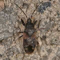 Eremocoris ferus